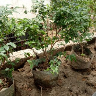 Cây Nho thân gỗ cao 1,2m