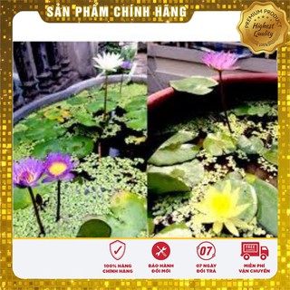 Hạt Giống Súng Nước Mini Thái Lan(05 hạt)
