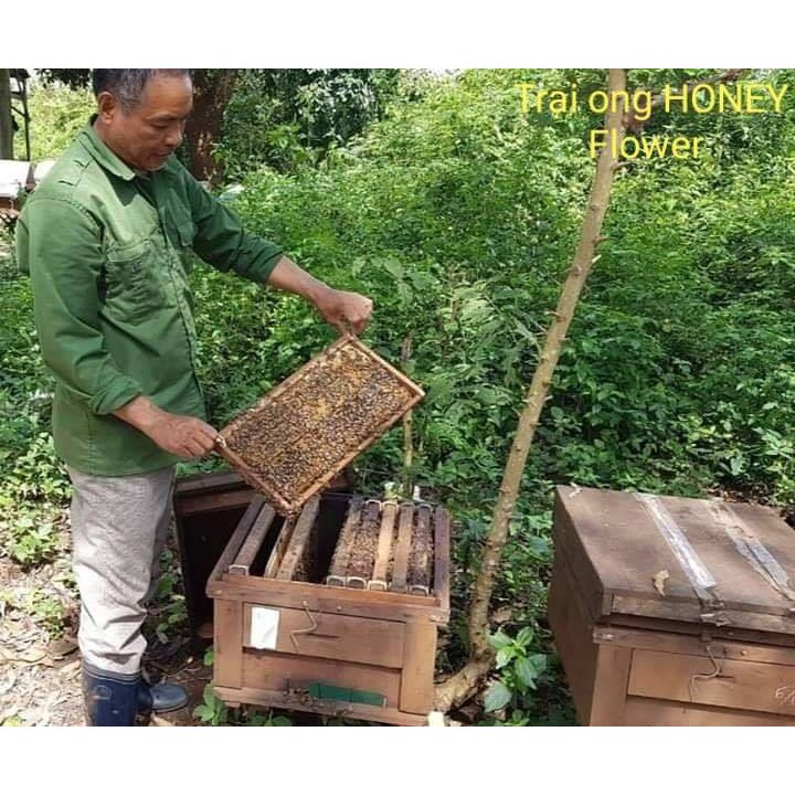 [GIÁ BÁN TẠI KHO] Mật Ong Hoa Cà Phê Nguyên Chất, Được Lấy Từ Thiên Nhiên, Tốt Cho Sức Khỏe - 1l