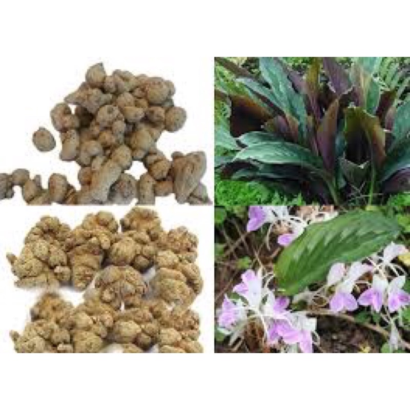 Cây giống tam thất nam chuẩn tây bắc