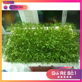 Hạt giống rau mầm lơ xanh - 20gr lucky.vn