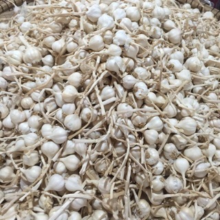 Tỏi 3-4 chính gốc Lý Sơn