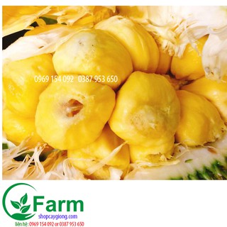 Cây mít tố nữ
