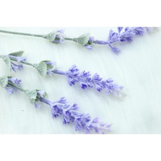 Cành hoa lavender tím thân mốc siêu đẹp