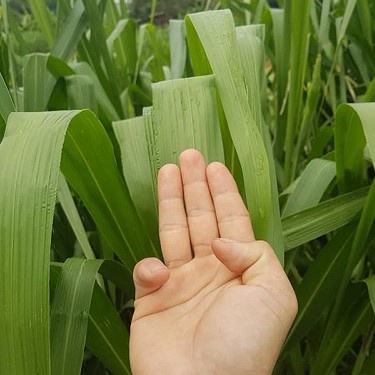Giống Cỏ Ghine Mombasa - Cỏ Sả Chăn Nuôi