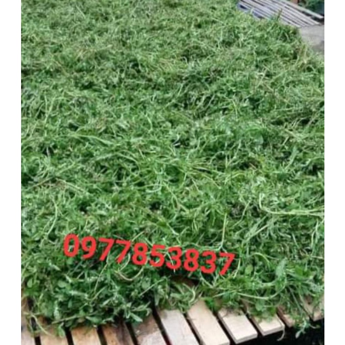 Bột rau khúc