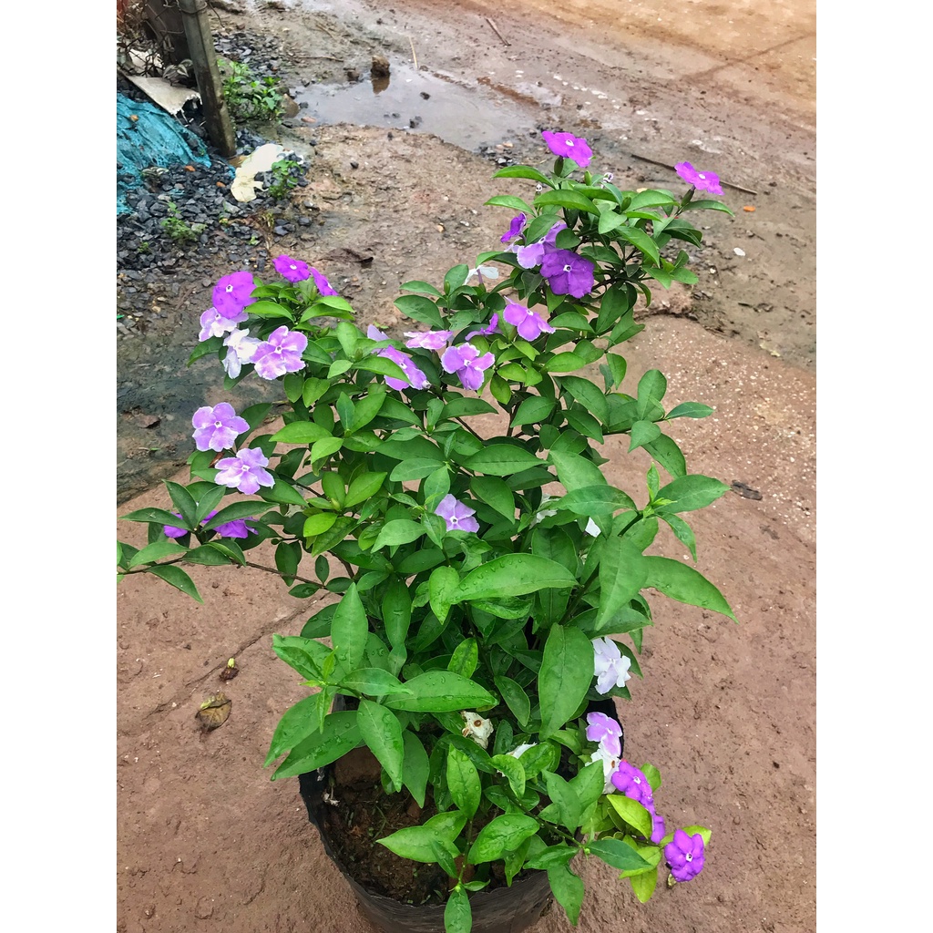 Cây hoa nhài nhật 2 màu, cây cao 30-40cm hoa nở quanh năm sức sống tốt cây hoa trồng chậu cảnh và ban công sân vườn