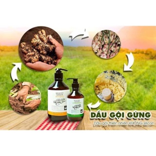 Dầu gội gừng