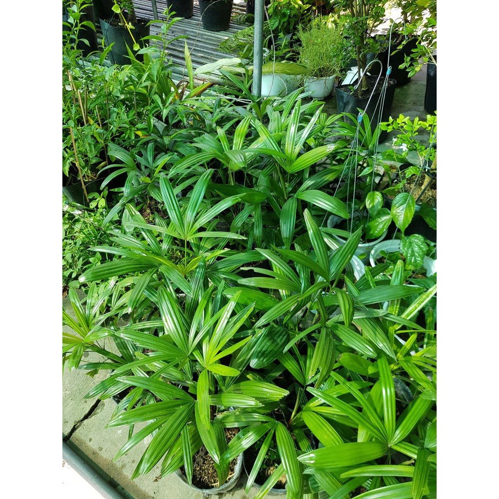 Cây giống Trúc Mây - Cây Mật Cật, Tông Trúc, Quan Âm Trúc - CayGiongTot