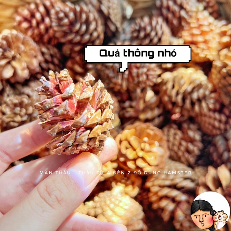 Quả thông sạch mài răng dành cho Hamster