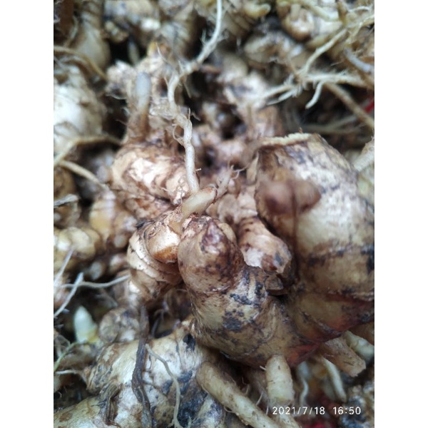 Củ gừng gió tươi 1 ký