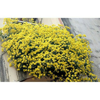 cúc Chi rủ trắng. vàng