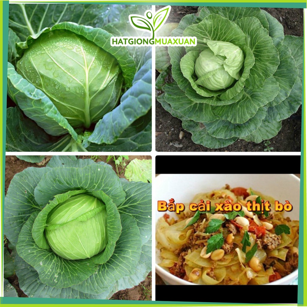 Hạt giống cải bắp F1 TẶNG 1 phân bón bao đẹp