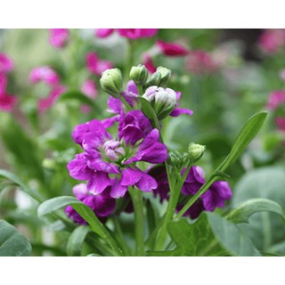 Hạt giống hoa Hoàng anh mix