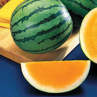 Hạt giống Dưa hấu ruột cam Orange Crunch Watermelon