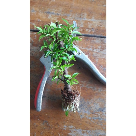 Nhánh chiết mai chiếu thủy trung nu lá trung