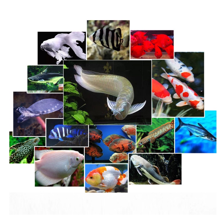 Thức ăn cá rồng, hổ, tai tượng, koi,... BESSN