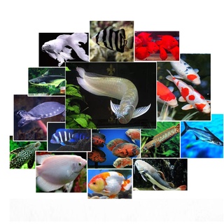 Thức ăn cá rồng, hổ, tai tượng, koi,... BESSN