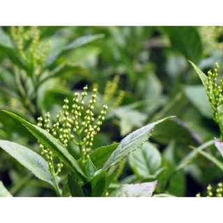Cây giống hoa sói ướp trà