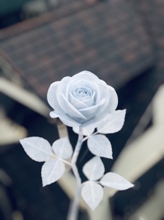 Set 10b hoa hồng giấy can
