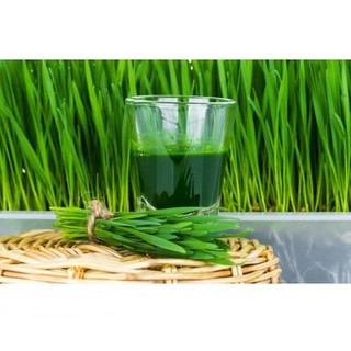Hạt Giống Cỏ Lúa Mì (Mầm Lúa Mạch) Dễ Trông, Thơm Ngon Gói 100gr