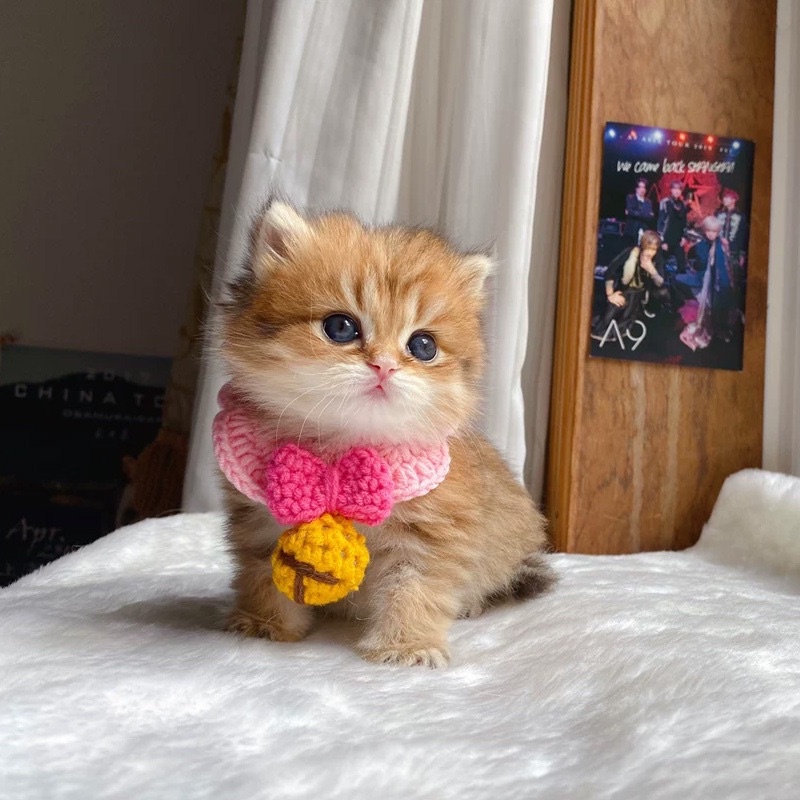 Yếm len hồng quả chuông cho chó mèo