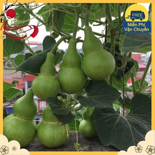 Hạt Giống Bầu Hồ Lô Cao Sản