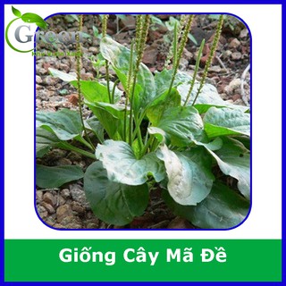 Hạt Giống Cây Mã Đề (1G)