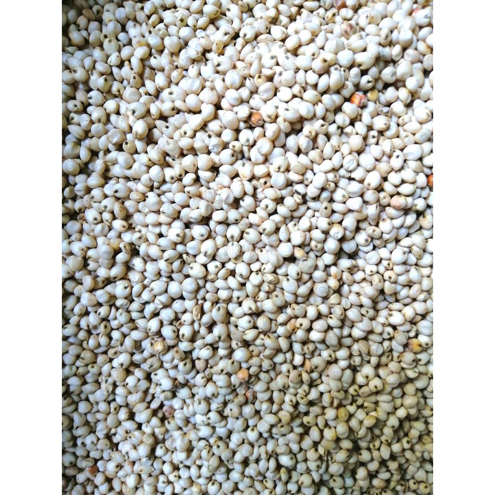 Hạt bobo trắng ý dĩ 1kg
