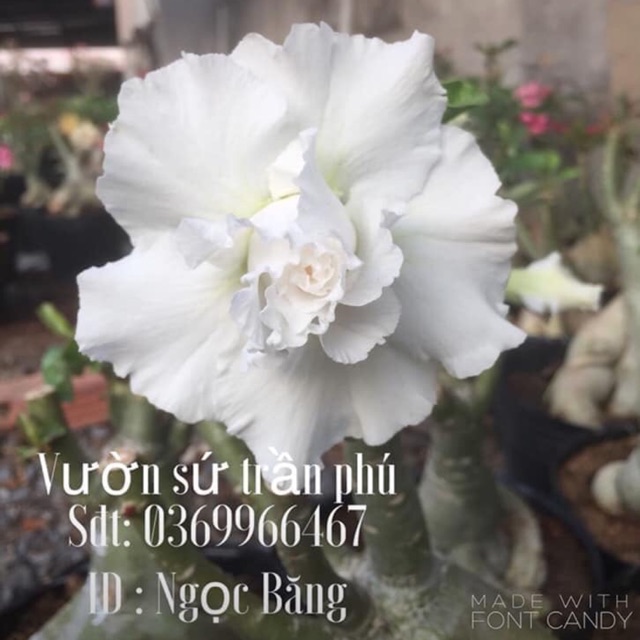 Hoa Sứ Ngọc Băng