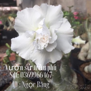 Hoa Sứ Ngọc Băng