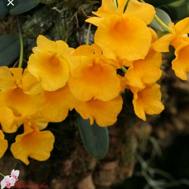 Dendrobium jenkinsii