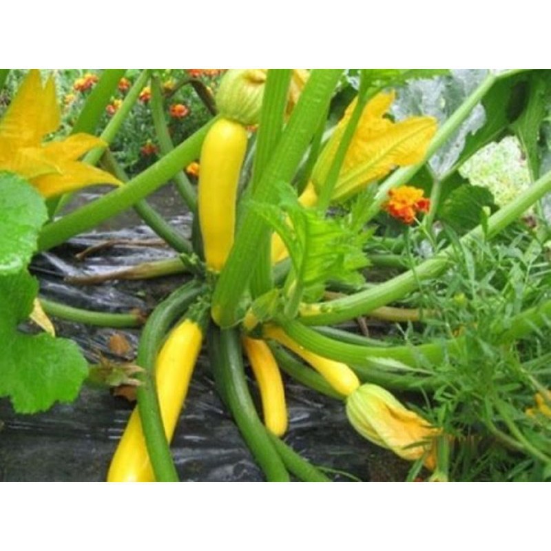 [GIÁ GỐC] Hạt Giống Bí Ngòi Vàng dễ trồng - 7 hạt