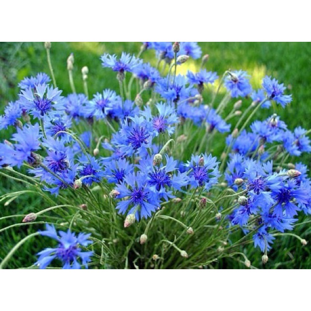 Hạt Giống Hoa Trúc Mai Xanh Blue 70cm - SL: 50 HẠT