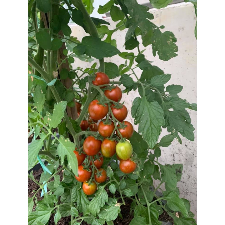 [Bán sỉ] - Hạt giống cà chua cherry bi chùm đỏ (cà chua chuỗi ngọc)