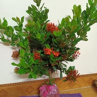Cây mẫu đơn