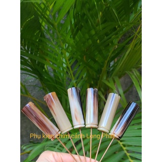 Đầu cầu sừng bò Phi dành cho Mi