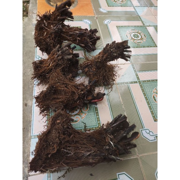 Dương xỉ thân gỗ từ nhỏ đến to làm cảnh