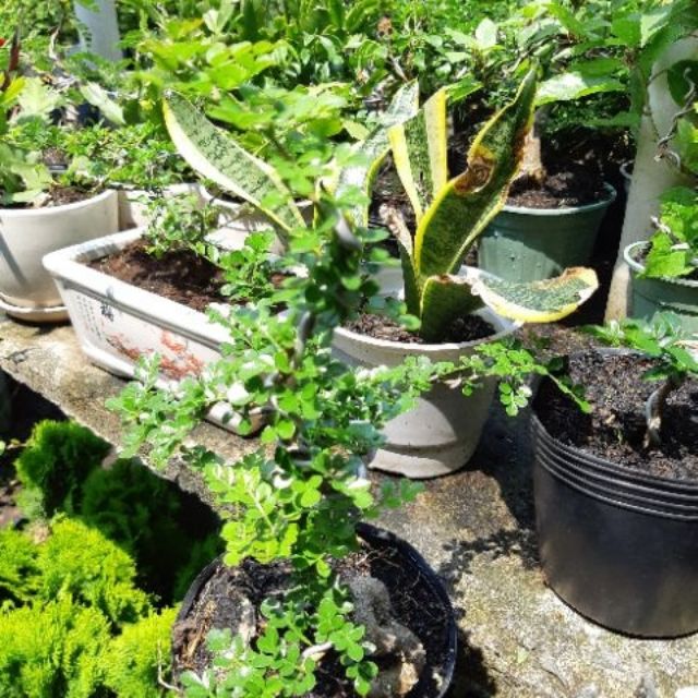 Cần Thăng dán Bonsai