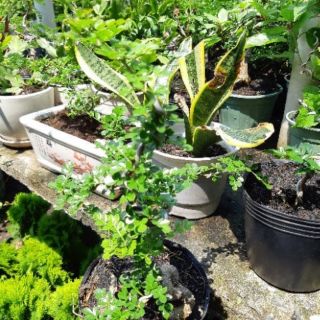 Cần Thăng dán Bonsai