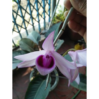 1 kie lan phi điệp