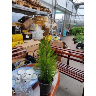 Chậu cứng tùng thơm - Cupressus macrocarpa.
