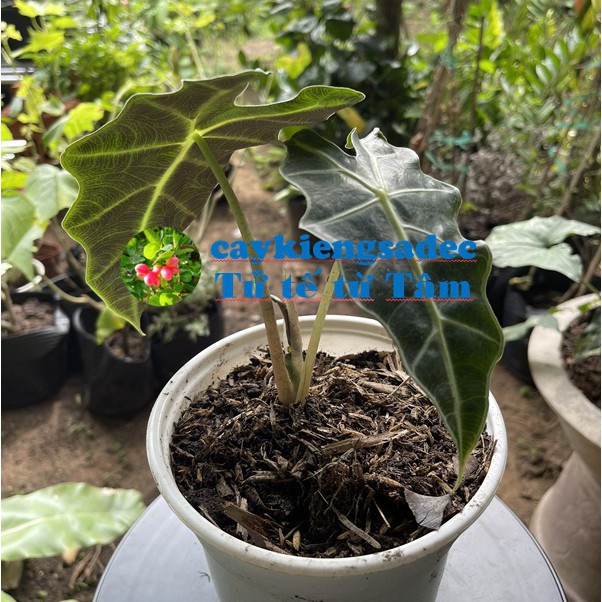 caykiengsadec - Cây môn quan âm Alocasia + Tặng Phân Bón-trang trí nội thất cảnh quan ngoài trời sân vườn - hoa kiểng lá