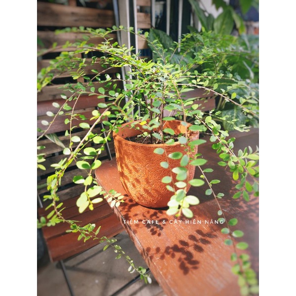 Cây sơn liễu rủ