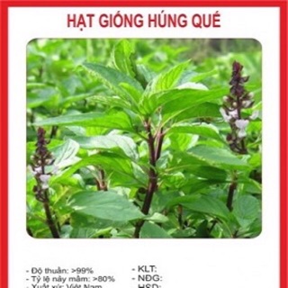 Hạt giống rau Húng Quế ☘️