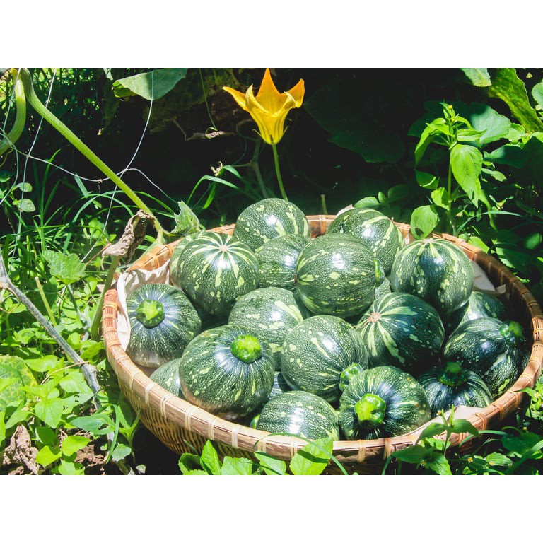 Bí non baby bao tử 10 hạt