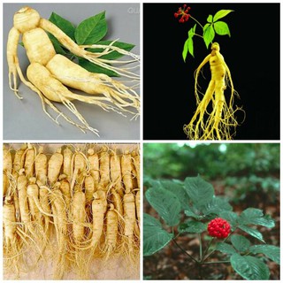 Hạt giống nhân sâm giá rẻ - Shop uy tín