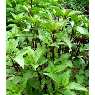 RAU HÚNG QUẾ cây giống (Chỉ giao miền bắc)