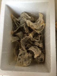Tổ yến nhà nuôi