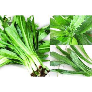 Hạt giống ngò gai 5gr dễ trồng, thơm